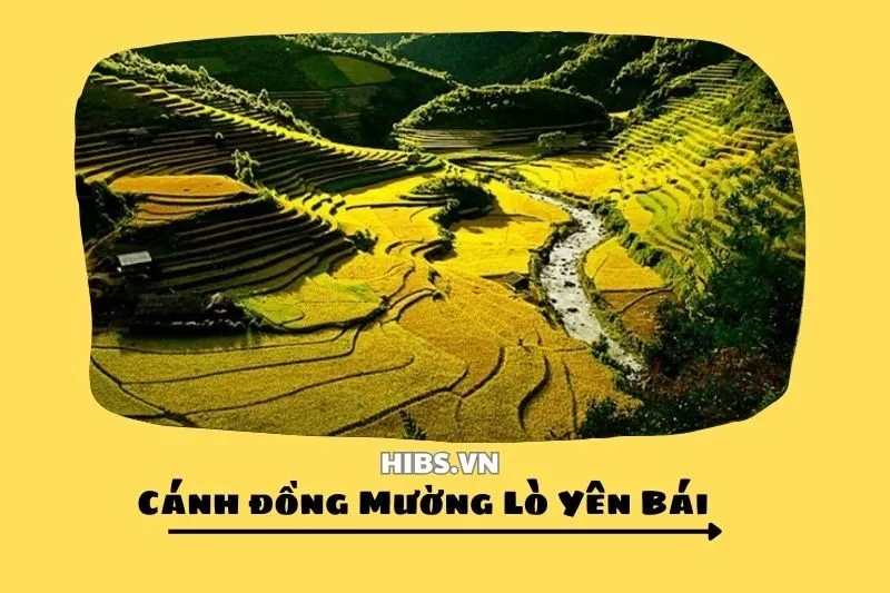 Cánh đồng Mường Lò Yên Bái 2025_ Khám Phá Cảnh Sắc Tây Bắc Tuyệt Vời