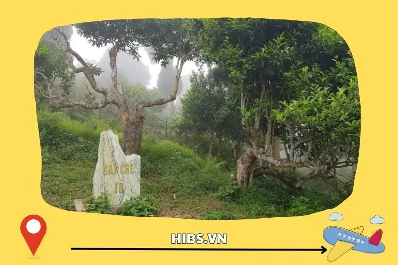 Điểm Đến Du Lịch Đặc Sắc Đồi Chè Suối Giàng Yên Bái