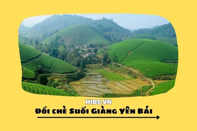 Trải Nghiệm Tuyệt Vời Đồi chè Suối Giàng Yên Bái